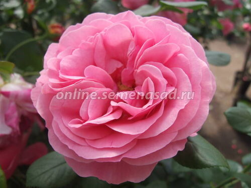 Роза флорибунда Мейян Леонардо да Винчи (ярко малин-роз. махровый)
