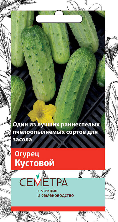 Огурец кустовой характеристика фото