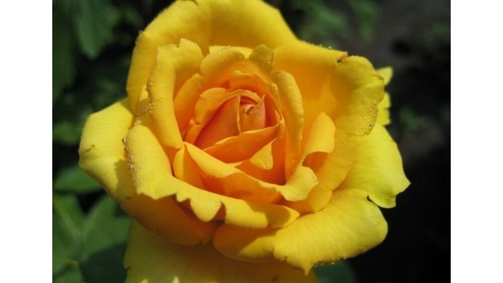 Роза илиос чайно гибридная фото и описание