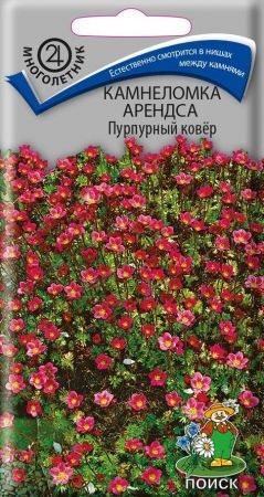 Камнеломка Арендса Пурпурный ковер 0,01гр П+ Ц МНОГОЛ